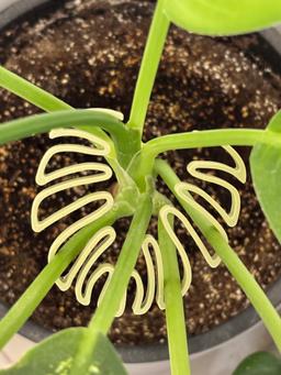 Monstera Stem Support | 3D Printed Plant Holder for Monstera Philodendron Pothos | Houseplant Trellis 7