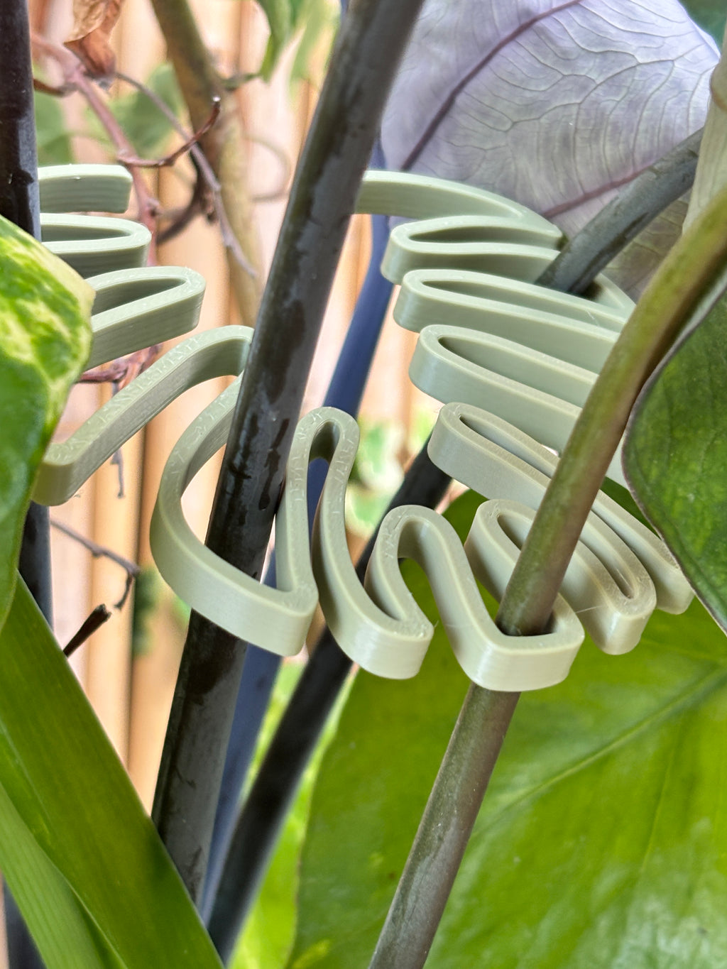Light green spiral clips on a plant with a blurred natural background