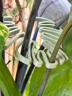 Light green spiral clips on a plant with a blurred natural background
