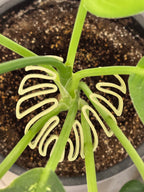 Close-up of a plant with wavy green leaves on a dark soil background