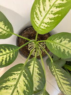 Close-up of a potted plant with green and yellow leaves on a white surface.