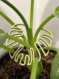 Close-up of a plant with a decorative plastic sculpture shaped like a leaf.