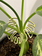 Close-up of a plant with a neon green spiral design on a white background