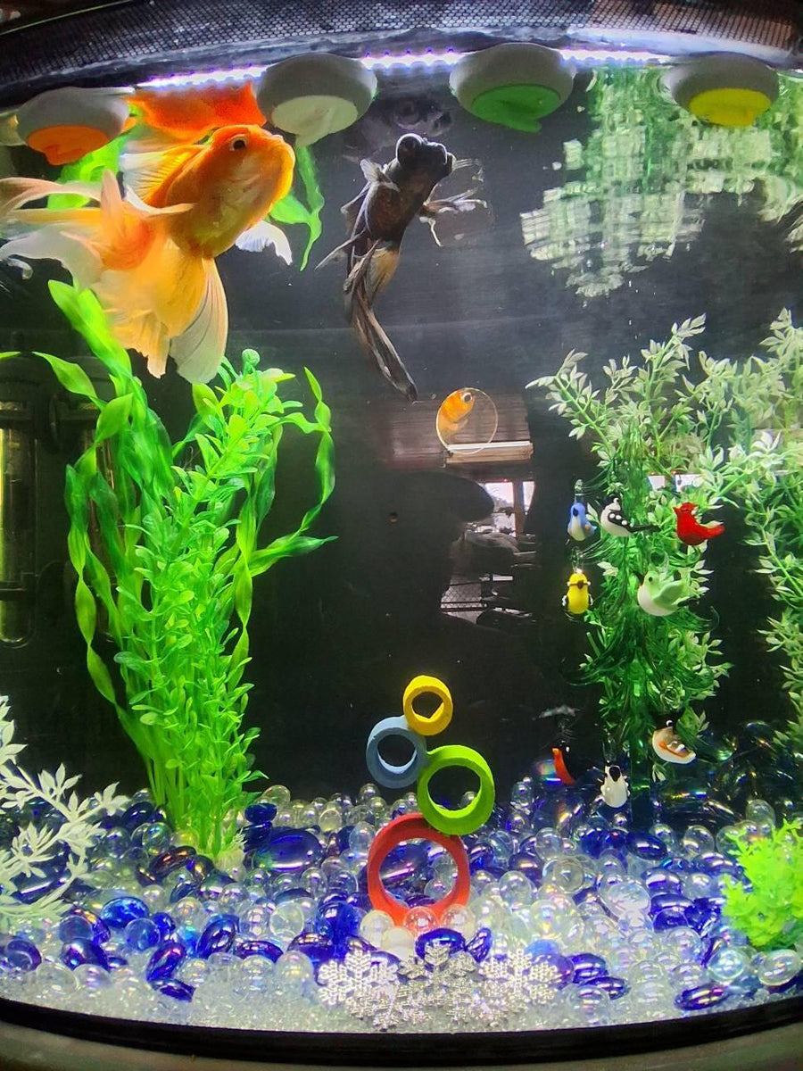 Curling stone magnets attached inside a goldfish tank with two goldfish swimming